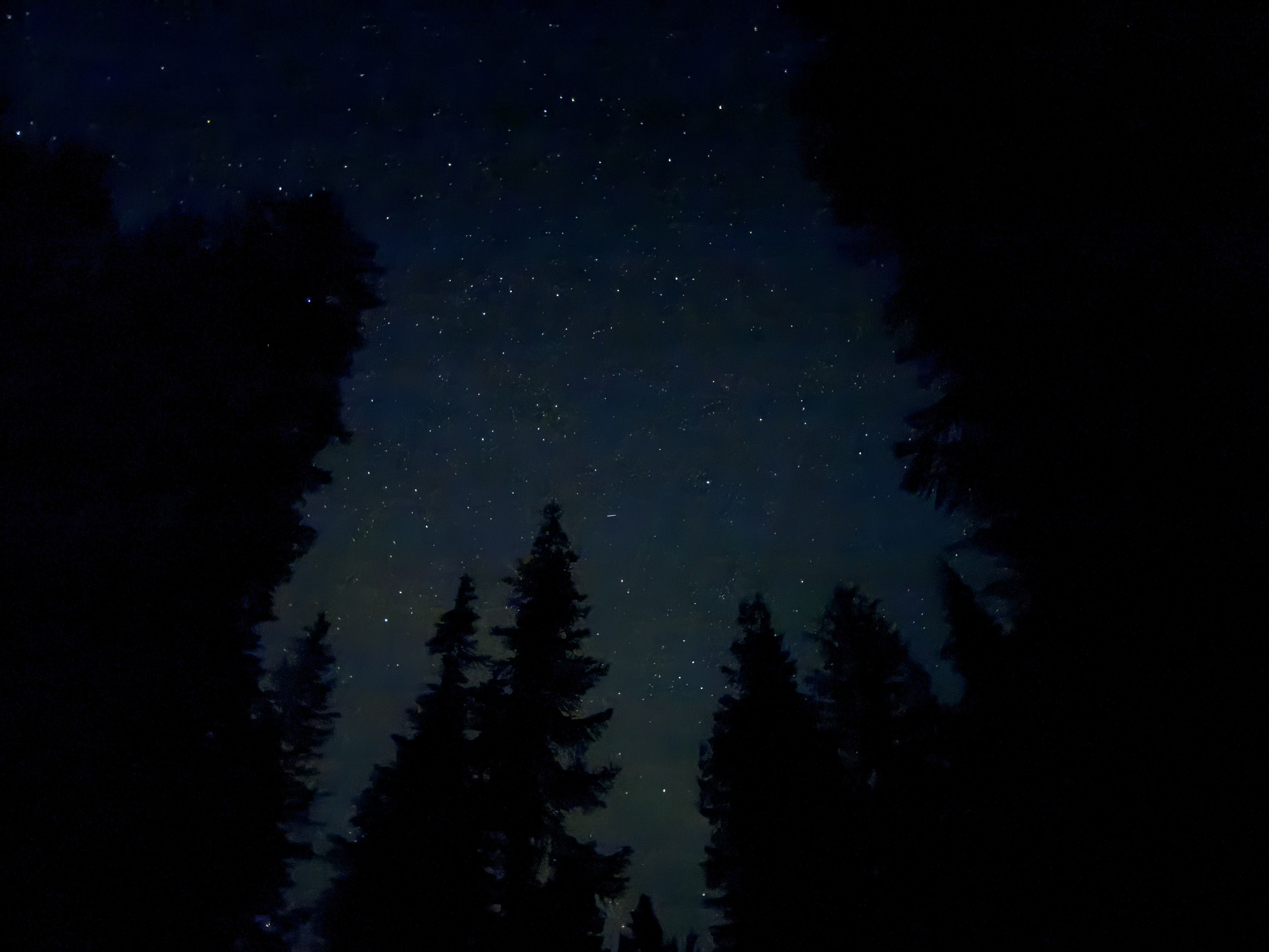 Silhouetted evergreen trees frame a starry night sky viewed from below.
