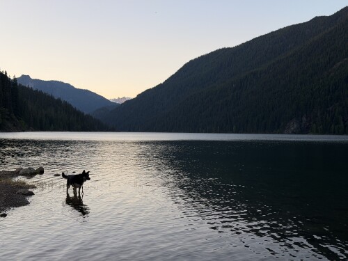 A dog stands in the shallow water of an alpine lake at dusk, surrounded by steep forested mountain slopes.