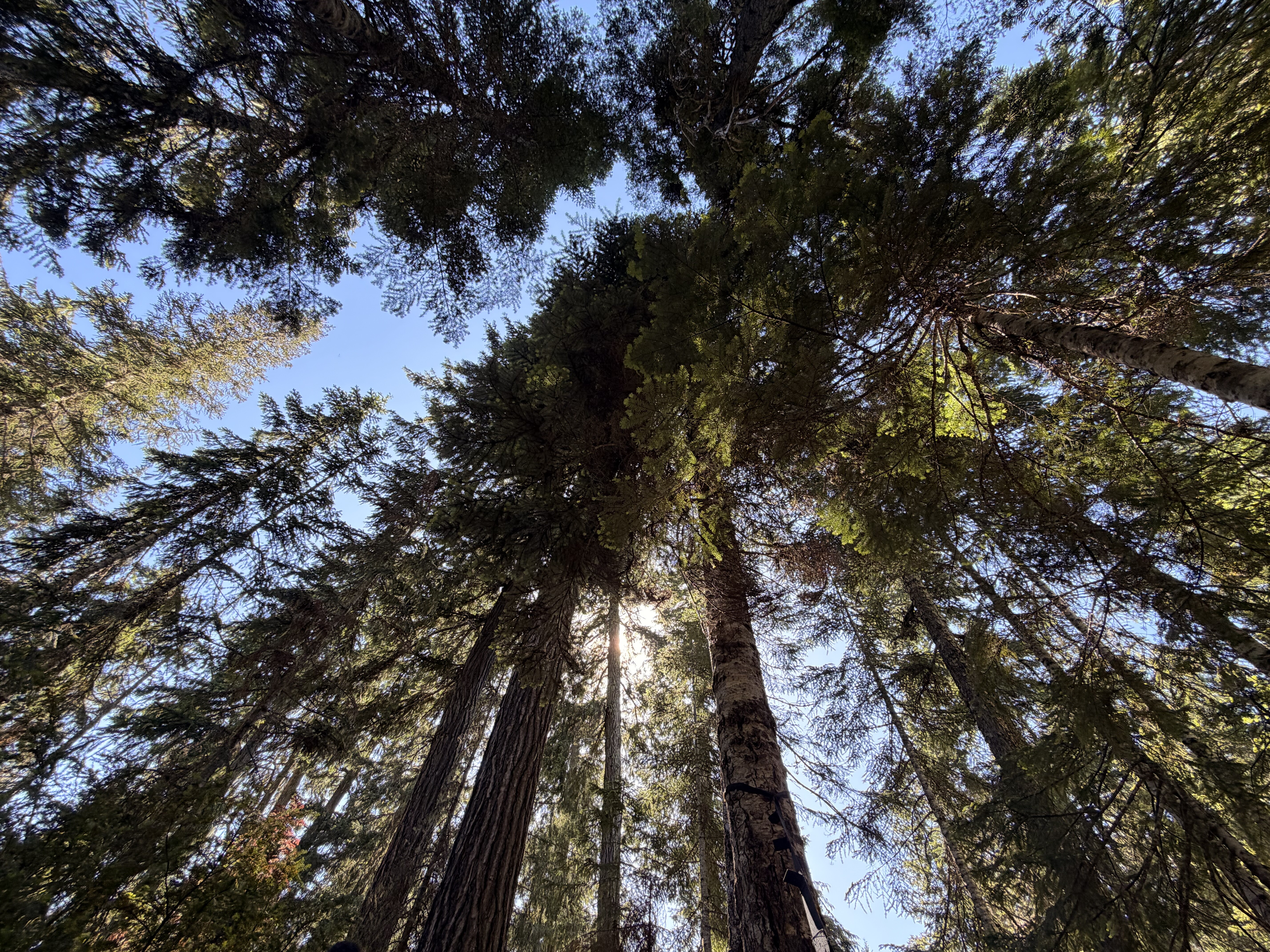 A low-angle view looking upward through a dense forest canopy of towering conifers, with massive tree trunks converging toward a bright blue sky.