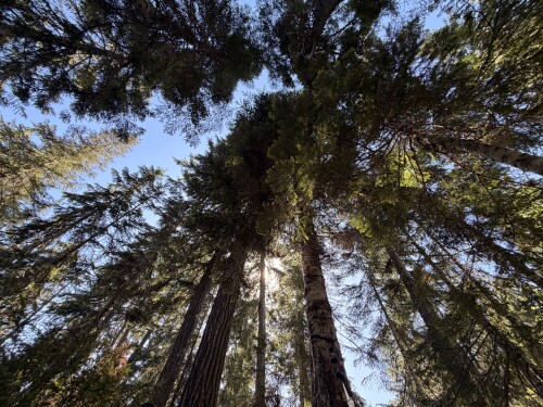 A low-angle view looking upward through a dense forest canopy of towering conifers, with massive tree trunks converging toward a bright blue sky.
