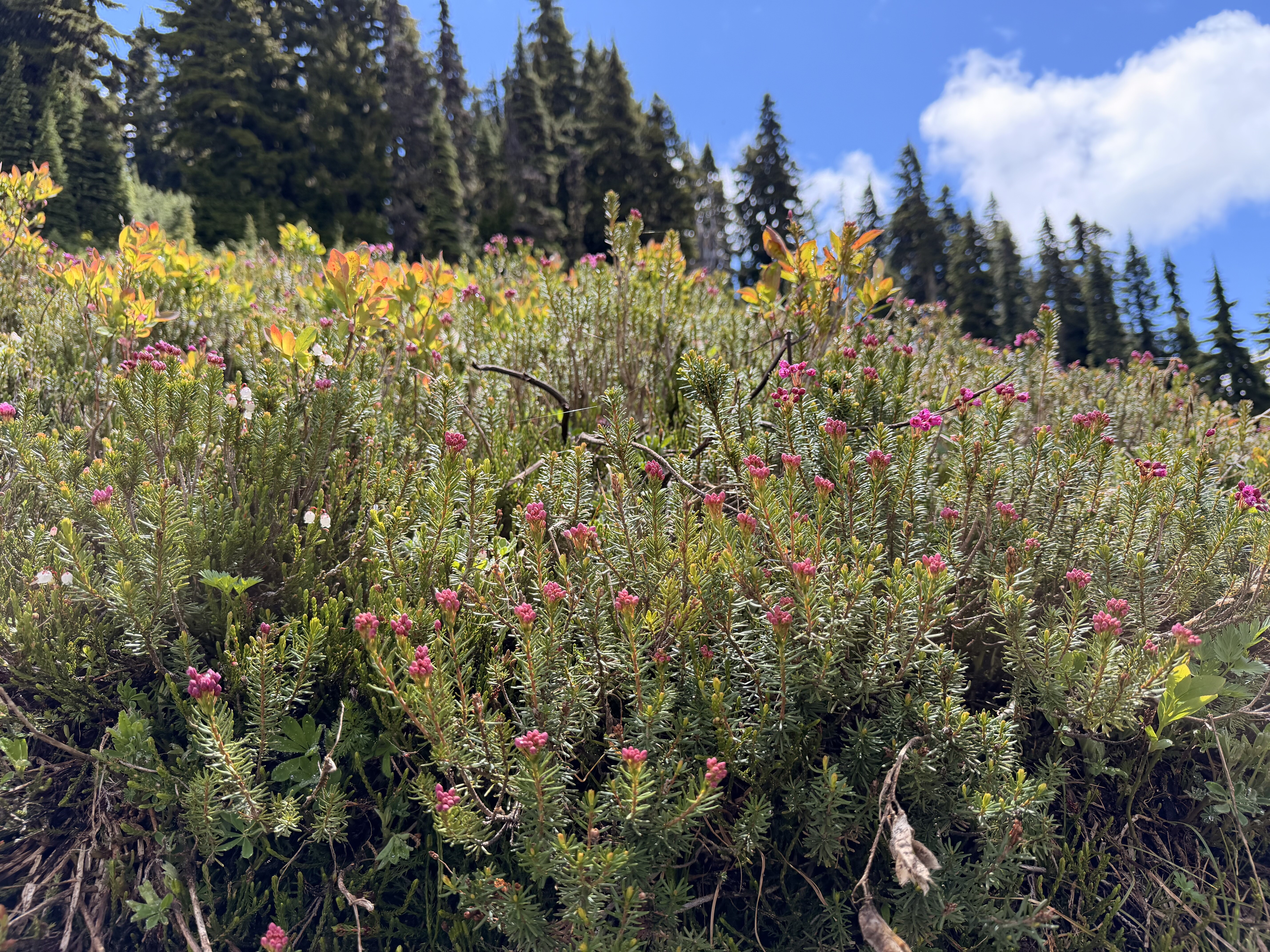 A meadow of wildflowers with pink and magenta blooms grows among shrubs and grass, with a dense forest of evergreen trees in the background under a partly cloudy blue sky.