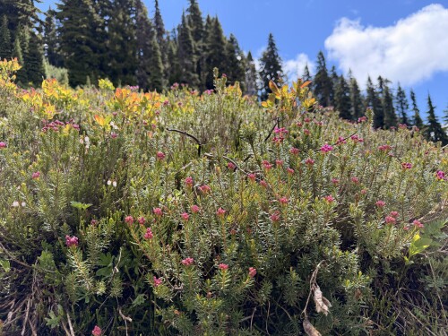 A meadow of wildflowers with pink and magenta blooms grows among shrubs and grass, with a dense forest of evergreen trees in the background under a partly cloudy blue sky.