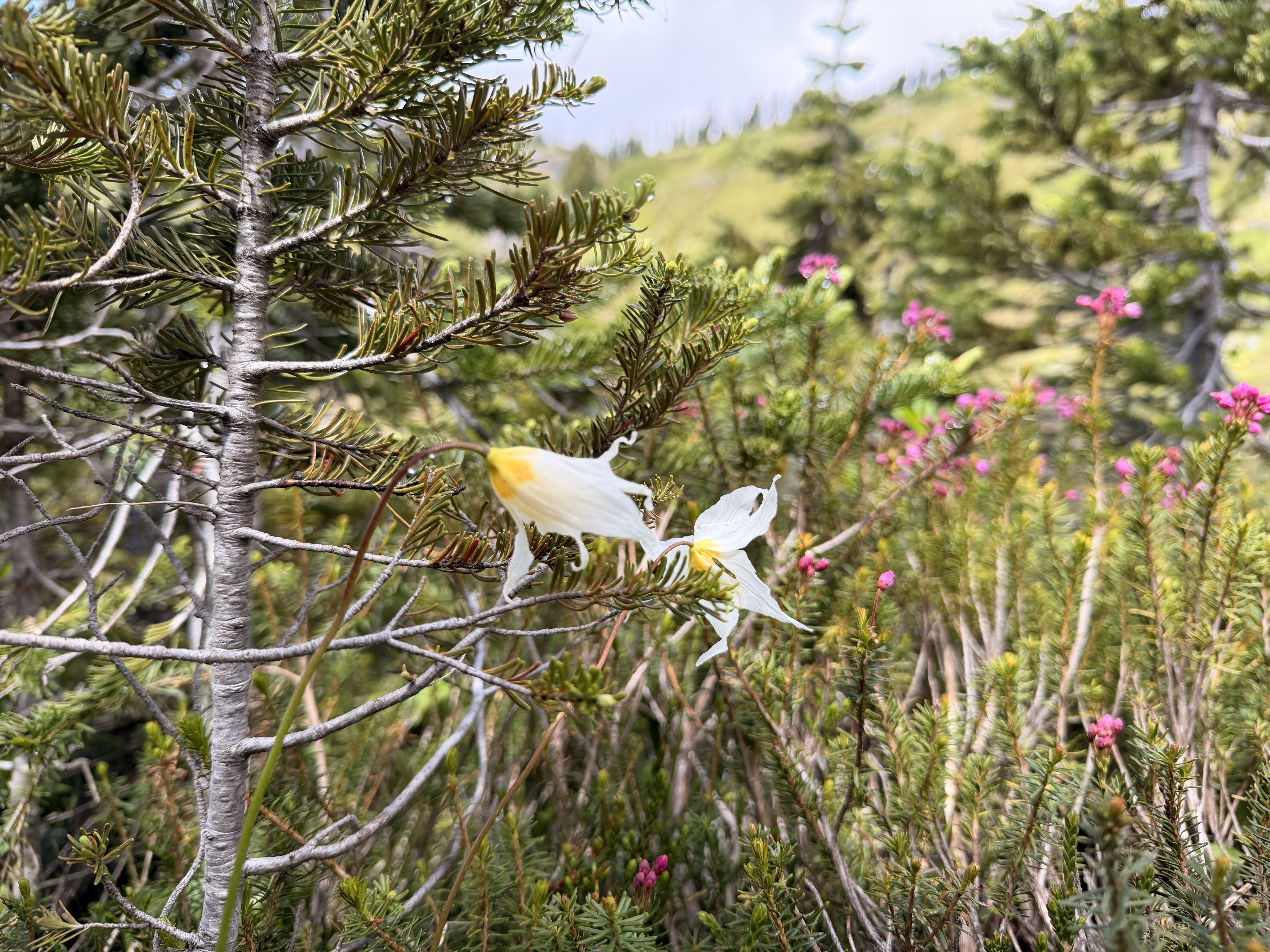 A white alpine flower with yellow stamens blooms among purple wildflowers in a high-altitude meadow with evergreen vegetation and distant mountain slopes.