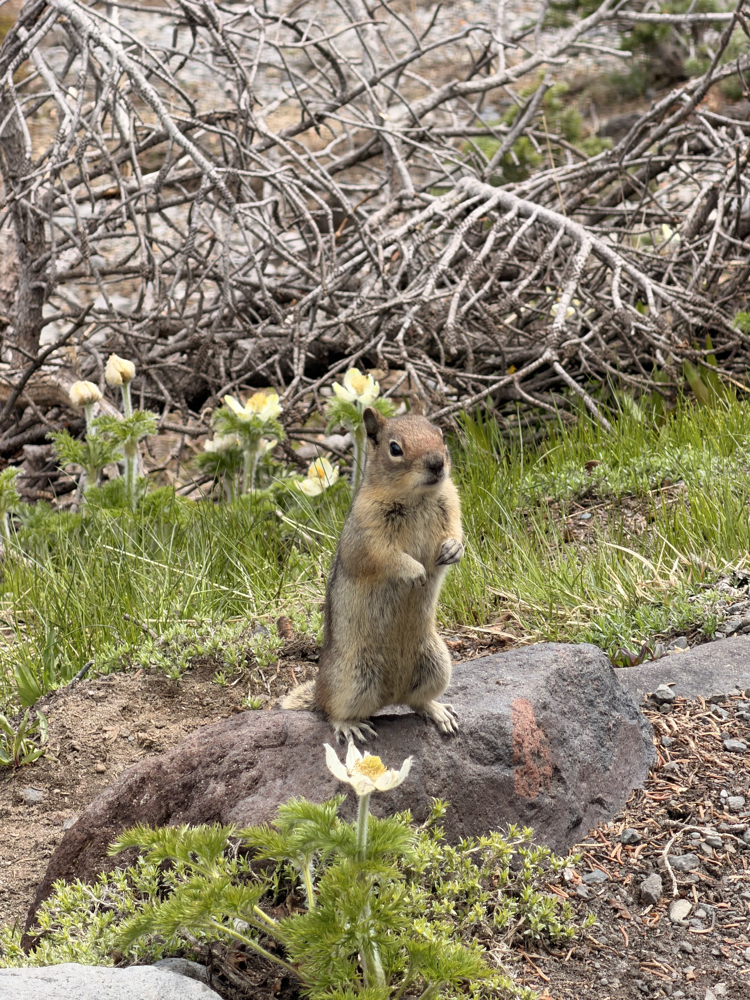 A prairie dog stands upright on a rock surrounded by white flowers and green vegetation, with dried branches and grass in the background.