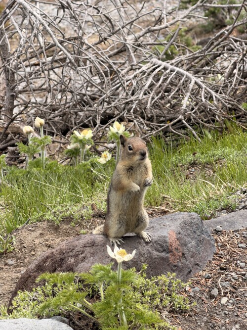 A prairie dog stands upright on a rock surrounded by white flowers and green vegetation, with dried branches and grass in the background.