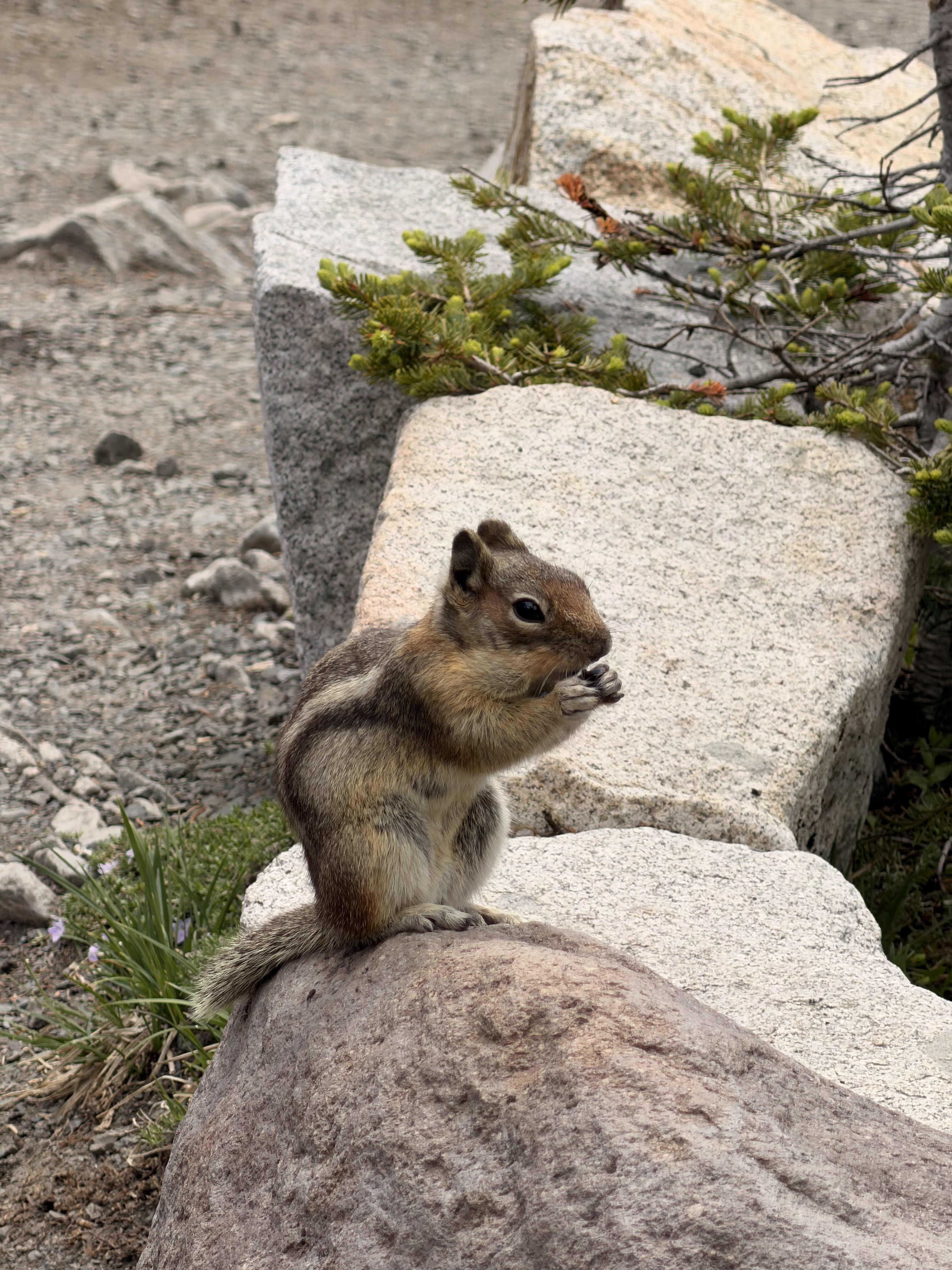 A ground squirrel stands upright on sun-lit rocks surrounded by small green plants and moss in a natural alpine environment.