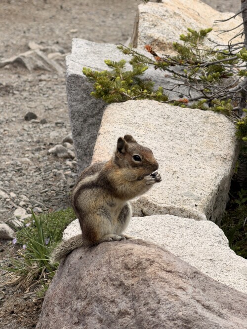 A ground squirrel stands upright on sun-lit rocks surrounded by small green plants and moss in a natural alpine environment.